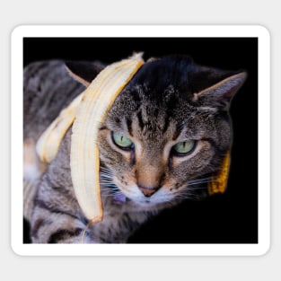 Max the Cat Gone Bananas Sticker